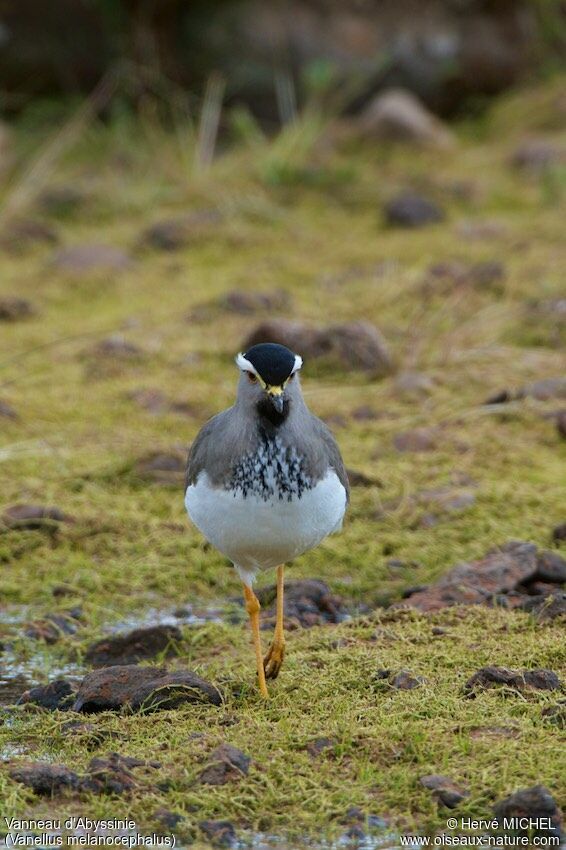 Spot-breasted Lapwing