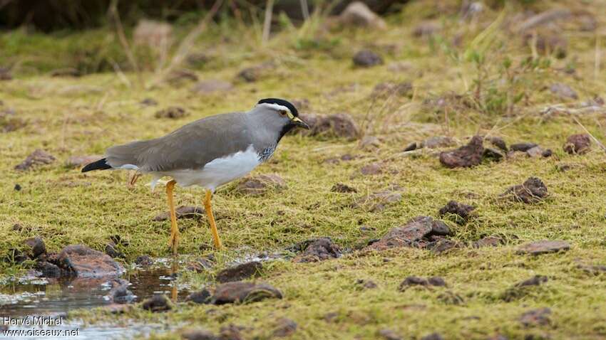 Vanneau d'Abyssinieadulte, identification