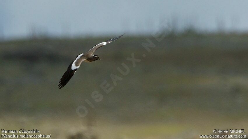 Spot-breasted Lapwing