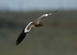 Spot-breasted Lapwing