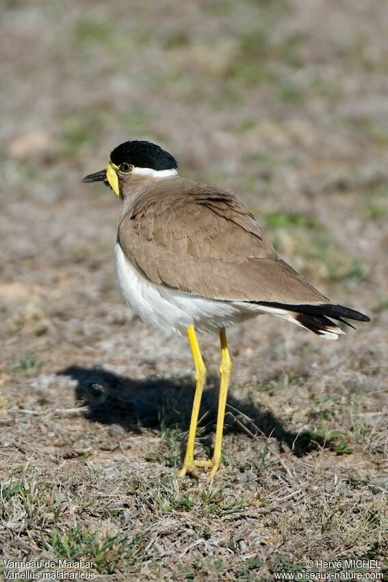 Yellow-wattled Lapwingadult