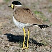 Yellow-wattled Lapwing