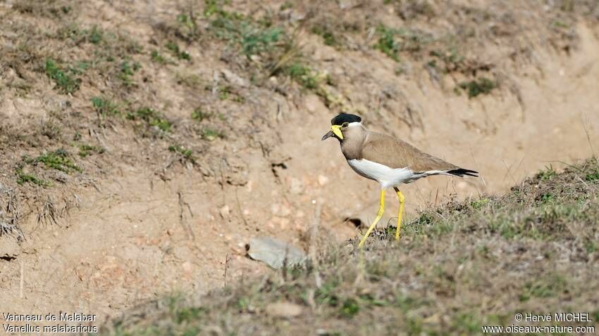 Yellow-wattled Lapwing