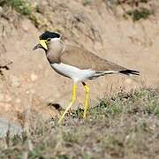 Yellow-wattled Lapwing