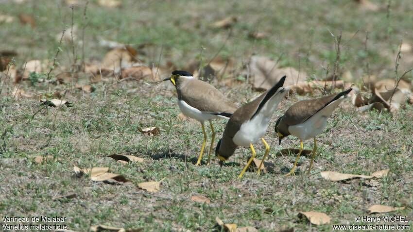 Yellow-wattled Lapwing