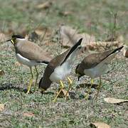 Yellow-wattled Lapwing