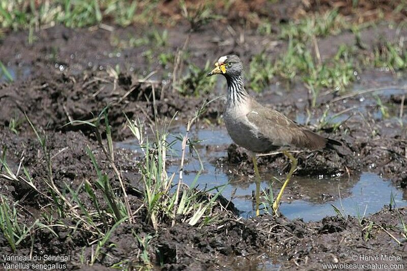 African Wattled Lapwingadult