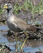 African Wattled Lapwing