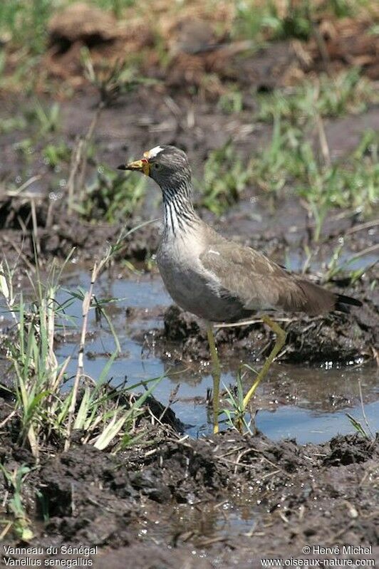 African Wattled Lapwingadult