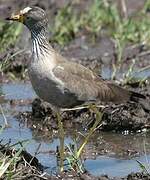 African Wattled Lapwing