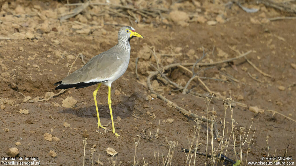 African Wattled Lapwing