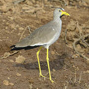 African Wattled Lapwing