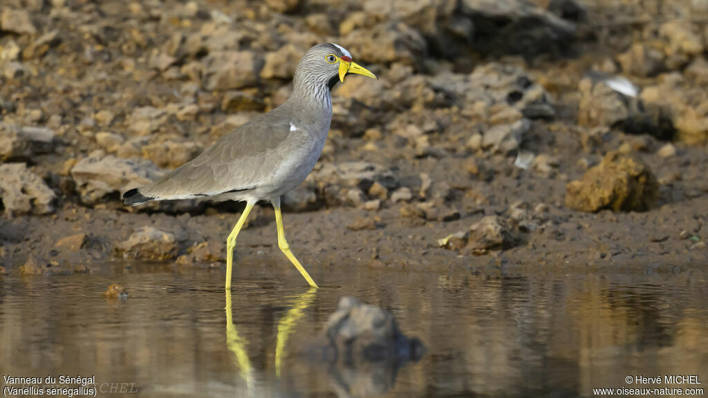 African Wattled Lapwing