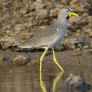 African Wattled Lapwing