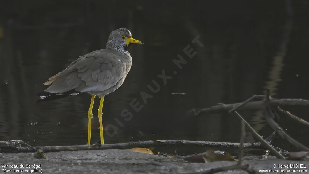 African Wattled Lapwing