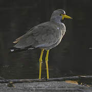 African Wattled Lapwing