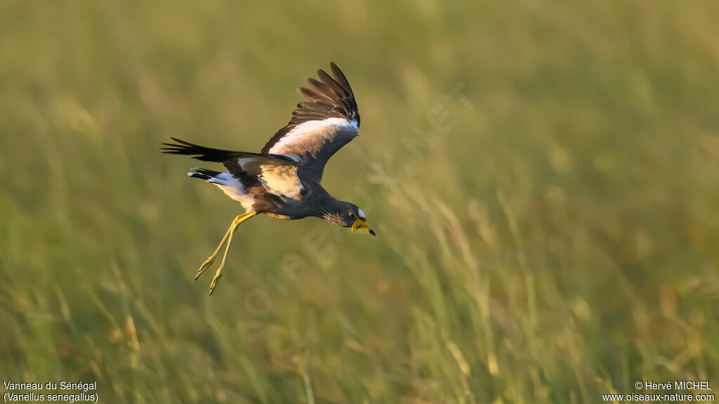 Vanneau du Sénégal