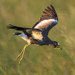 Vanneau du Sénégal