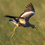 Vanneau du Sénégal