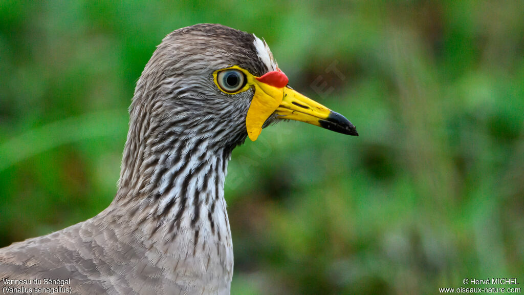 Vanneau du Sénégal