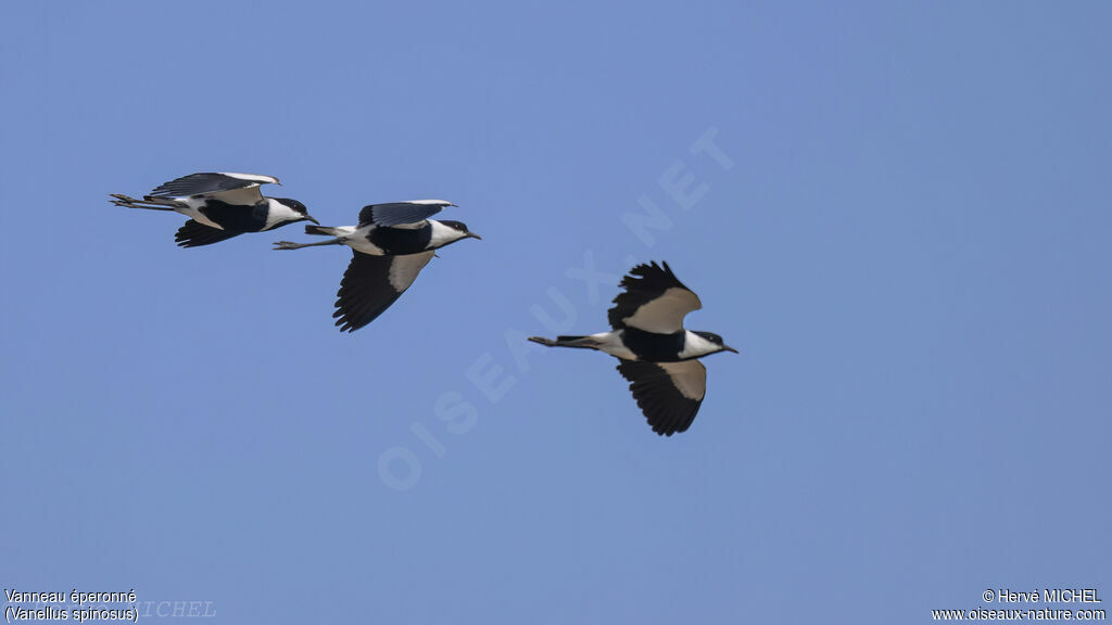 Spur-winged Lapwing