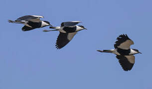 Spur-winged Lapwing