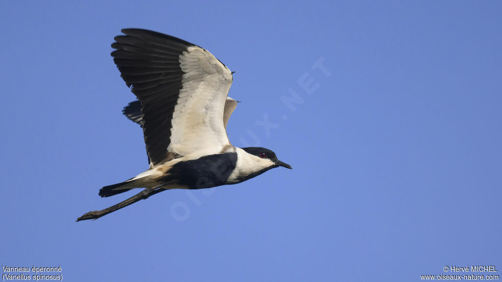 Spur-winged Lapwingadult