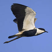 Spur-winged Lapwing