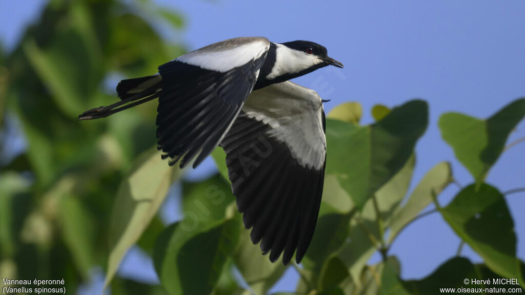 Spur-winged Lapwingadult