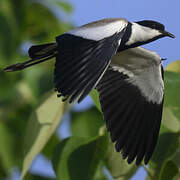 Spur-winged Lapwing