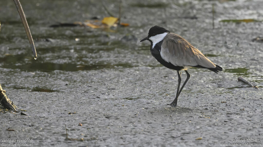 Spur-winged Lapwing