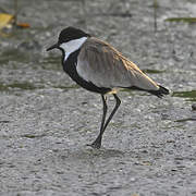 Spur-winged Lapwing