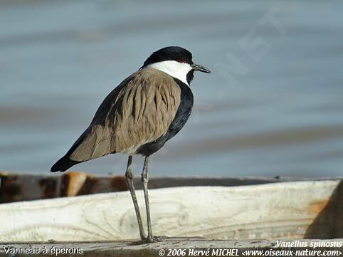 Spur-winged Lapwing