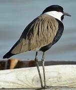 Spur-winged Lapwing