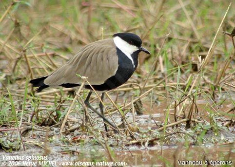 Spur-winged Lapwing