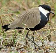 Spur-winged Lapwing