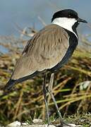 Spur-winged Lapwing