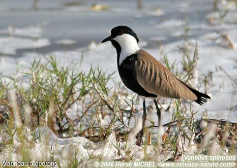 Spur-winged Lapwingadult