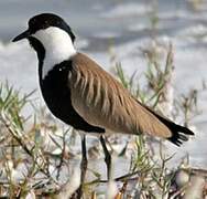 Spur-winged Lapwing