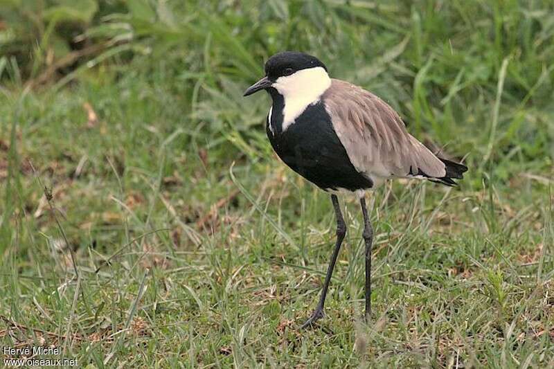 Spur-winged Lapwingadult, close-up portrait