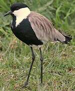 Spur-winged Lapwing