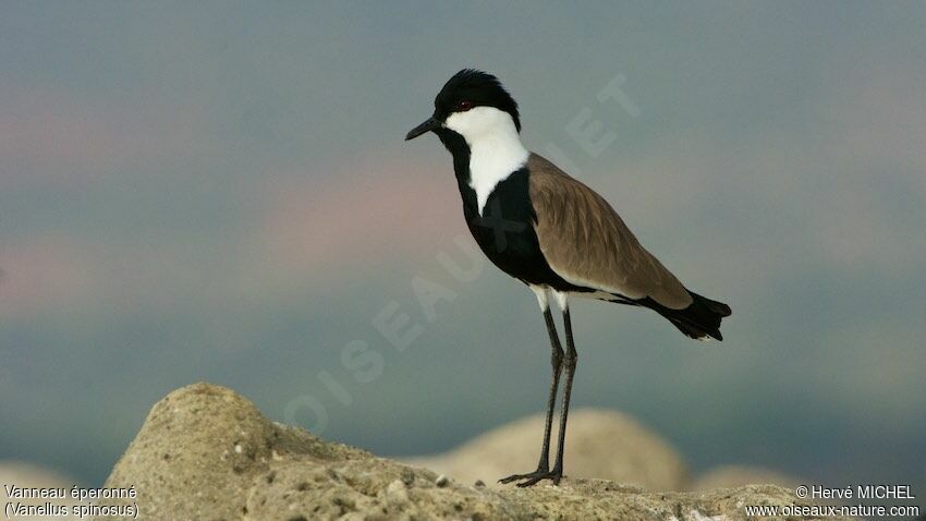 Spur-winged Lapwing