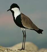 Spur-winged Lapwing