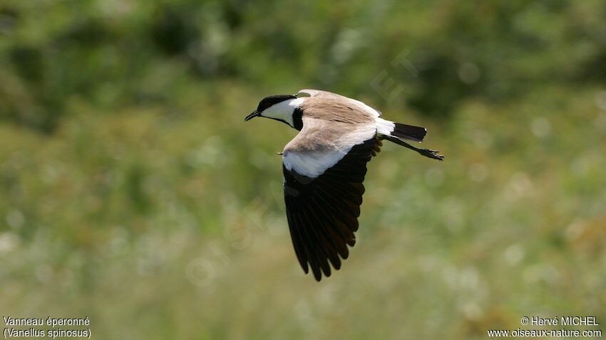 Spur-winged Lapwing