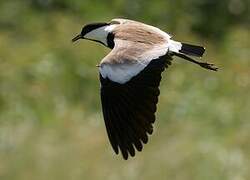 Spur-winged Lapwing