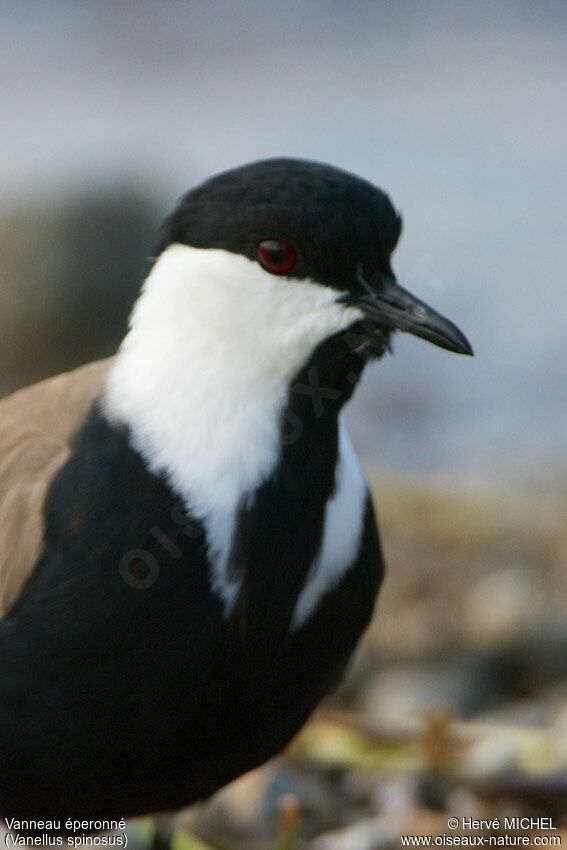 Spur-winged Lapwing