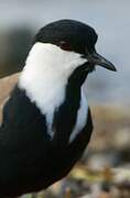 Spur-winged Lapwing