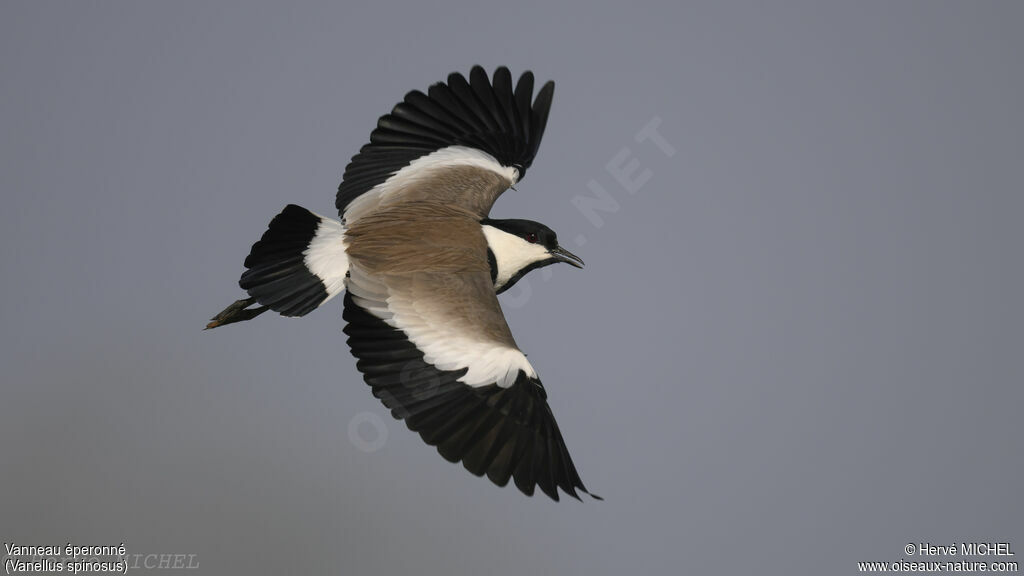 Spur-winged Lapwing