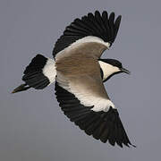 Spur-winged Lapwing