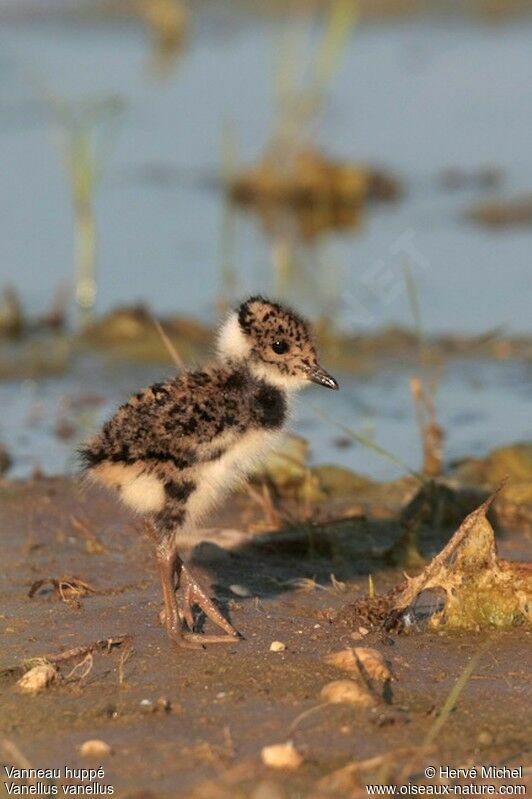 Northern Lapwingjuvenile